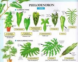 Philodendron Types Indoor Green Pinterest Plants House Common House Plants Philodendron Plant Plants