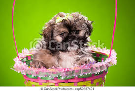 Shih tzu are alert and lively, but tend to be relatively quiet and will seldom bark unless they have been trained into it purposefully or as an accidental bad habit. Brown And Black Shih Tzu Puppy In A Basket On Colored Background Canstock