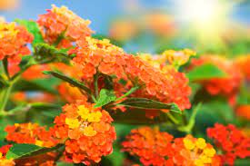 Not all lantanas produce berries, as many of the newer hybrids are sterile. Lantana Is Toxic To Dogs Pet Poison Helpline