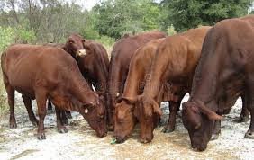 Check spelling or type a new query. Santa Gertrudis Photos Free Royalty Free Stock Photos From Dreamstime