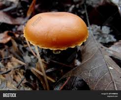 Check spelling or type a new query. Orange Funeral Bell Image Photo Free Trial Bigstock