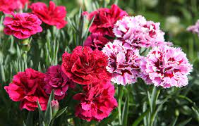 Our online portal comes to your help where you can send beautiful fragrant white carnations online to your relatives for any occasions like birthday, anniversary and valentine gifts. How To Grow Carnation Flowers In Your Home Garden 2021 Masterclass