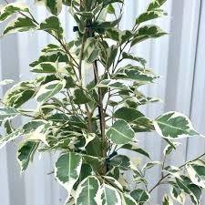 Image result for Ficus variifolia