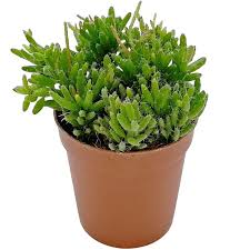 Image result for Rhipsalis