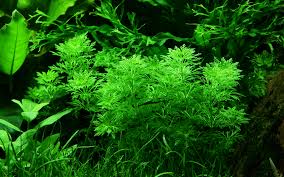 Image result for Limnophila