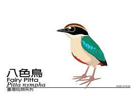 台灣鳥類q版系列 bird art animals bird