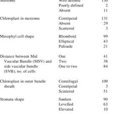 Image result for Panicum habrothrix