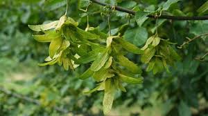Native geographic location and habitat. Hornbeam Carpinus Betulus British Trees Woodland Trust