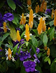 Image result for Pachystachys