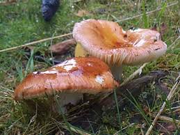 Image result for Russula variata