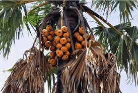 Image result for Borassus aethiopum