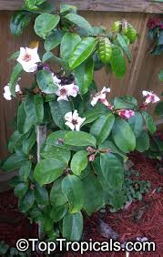 Image result for Strophanthus eminii