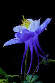 Blue Aquilegia By David Millard 500px Beautiful Flowers Amazing Flowers Unusual Flowers