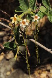 Image result for Strophanthus kombe