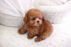 Teacup and Toy Poodle Puppies | Teacup Puppies & Boutique