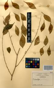 Image result for Dicranolepis