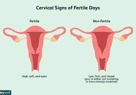 How To Check Your Cervix And Cervical Position