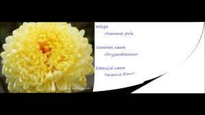 They are closely related to the broom. Best Of Flowers Images And Names In Telugu Top Collection Of Different Types Of Flowers In The Images Hd