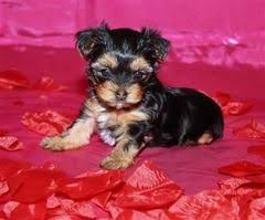 Welcoming the little cute yorkie at home, finding his personal place in the house, choosing his proper name, the games and walks outside are all the nice things accompanying the decision to have a baby yorkshire terrier. Beautiful Akc Yorkie Female Puppy Puppies And Dogs For Sale Pets Classified Ad Yorkie Dogs For Sale Puppies