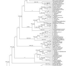 Image result for Vernonia accommodata