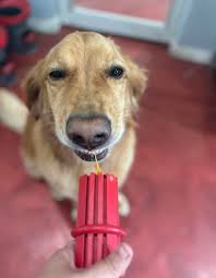 Dog daycare and boarding attendants wanted in Fishtown Philadelphia