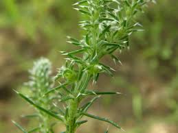 Image result for Salsola