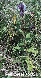 Image result for Gentianaceae