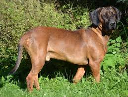 Image result for hannoverský barvář