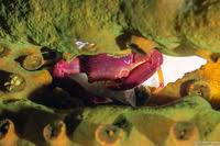 Image result for Crabbea glandulosa