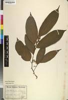 Image result for Leptonychia