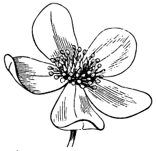 Anemone Clipart Black And White Anemone Flower Clipart Etc Flower Line Drawings Flower Sketches Flower Drawing