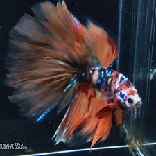 Review mutasi ikan cupang nemo galaxy multycolour. Ikan Cupang Halfmoon Nemo Galaxy Perlengkapan Hewan Makanan Hewan Di Carousell