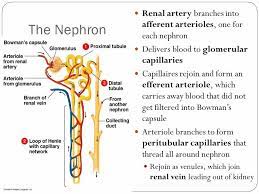 Pin By Jessica Joyce On Systems Renal Urinary Excretory System Human Circulatory System Digestive System Diagram