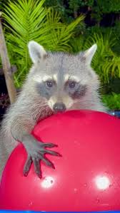 The Wild raccoon plays with a ball #raccoons #raccoon #fyp  #raccoonsoftiktok #asmr