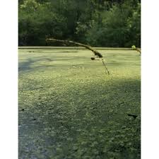 Image result for Sladeniaceae