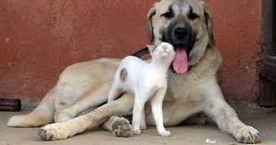 awwww kangal dog dog breeds anatolian shepherd dog