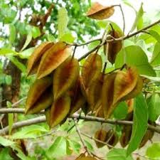 Image result for Combretum celastroides