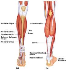 Gastrocnemius muscle anatomy 17 photos of the gastrocnemius muscle anatomy deltoid muscle anatomy, gastrocnemius muscles, gracilis muscle anatomy, plantaris muscle anatomy, quadriceps muscle anatomy, sartorius muscle. Lower Leg Muscles1327943806754 Png 768 802 Muscle Anatomy Human Anatomy And Physiology Muscle