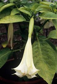 Image result for Datura inoxia