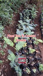 Image result for Newtonia buchananii