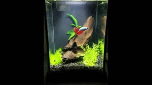 Pick up a betta fish tank today from petco. 2 5 Gallon Fluval Spec Betta Fish Tank Youtube