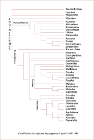 Agp Angiospermes Classification Des Vegetaux Classification Des Vegetaux Biologie Sommaire