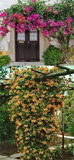 20 Favorite Flowering Vines And Climbing Plants Climbing Flowers Climbing Plants Plants