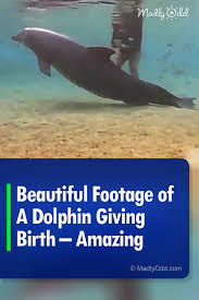 Dolphins Are One Of The Most Fascinating Creatures On Earth The Following Video Shows An Amazing Event Of Nature Th Dolphins Ocean Life Interesting Animals