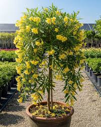 Image result for Cascabela thevetioides