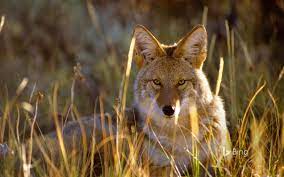 Finding A Free Book About Animal Gunnison National Park National Park Road Trip Coyote