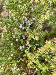 Image result for Juniperus