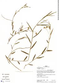 Image result for Crotalaria recta