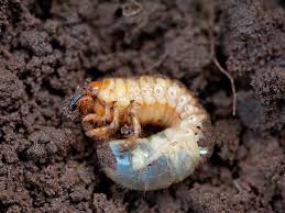How to get rid of grubs in garden soil. Chafer Grubs Treatment And Control Lovethegarden