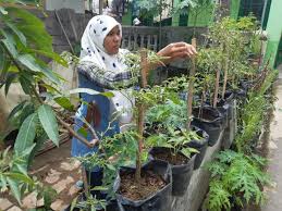 Hal ini dapat membuat kucing kehilangan aromanya sendiri. Kebun Organik Di Halaman Rumah Mbludus Com